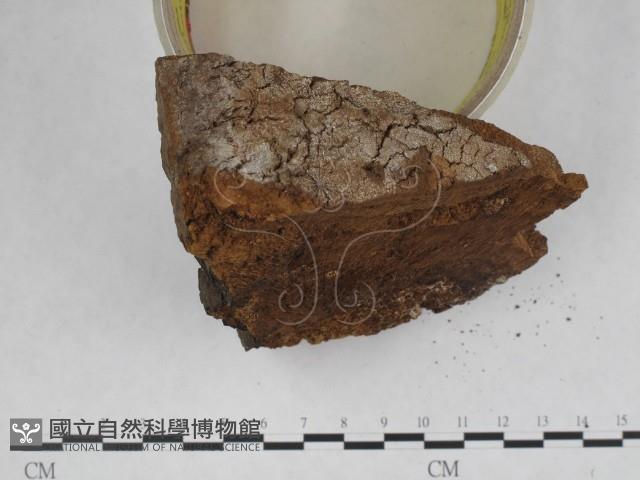 登錄號:F0018839藏品圖，第5張
