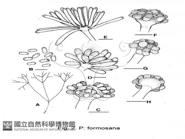 登錄號:F0021839藏品圖，第5張