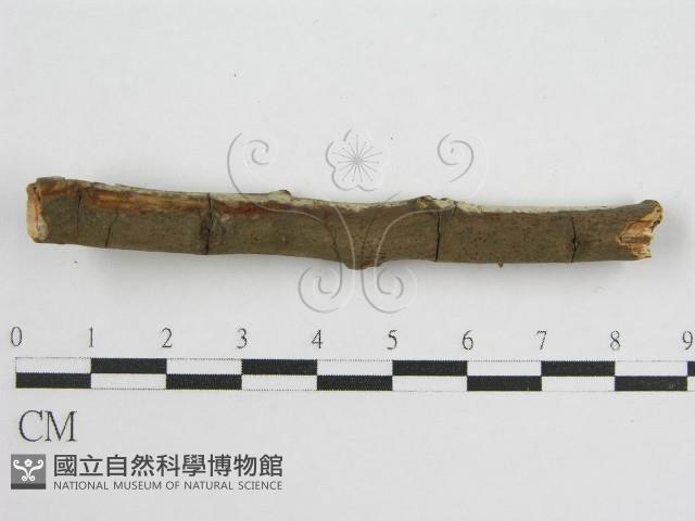 登錄號:F0012839藏品圖，第5張