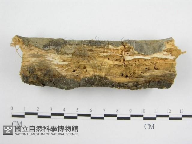 微皮傘屬藏品圖，第5張