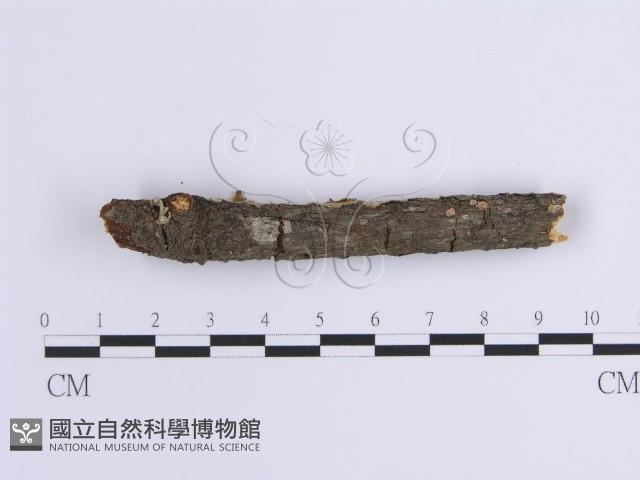 登錄號:F0001639藏品圖，第5張