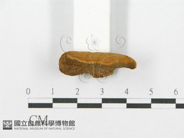 登錄號:F0017439藏品圖，第5張