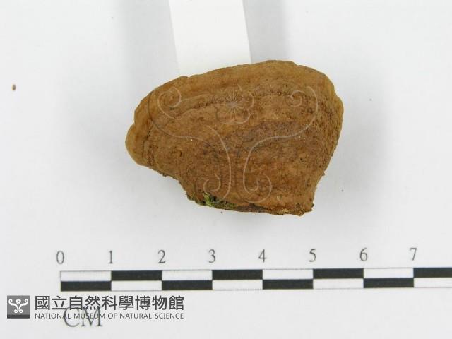 登錄號:F0012739藏品圖，第5張