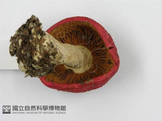 紅菇屬藏品圖，第5張