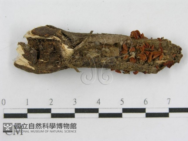 登錄號:F0014339藏品圖，第5張