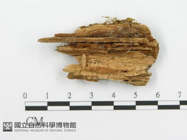 登錄號:F0017339藏品圖，第5張