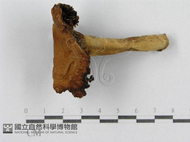 紅菇屬藏品圖，第5張