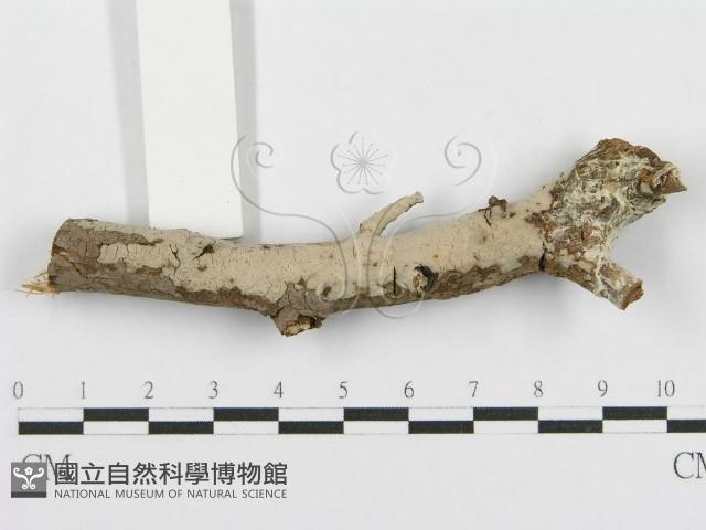 登錄號:F0010479藏品圖，第5張