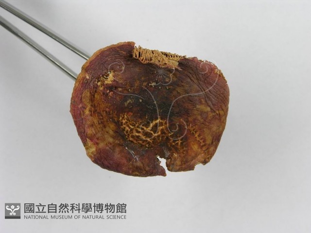 紅菇屬藏品圖，第5張