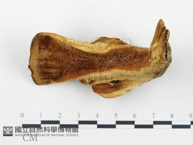 登錄號:F0005779藏品圖，第5張