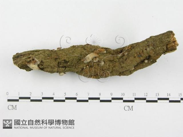 登錄號:F0000579藏品圖，第5張