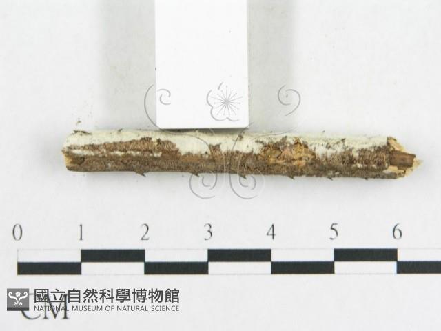 登錄號:F0001579藏品圖，第5張