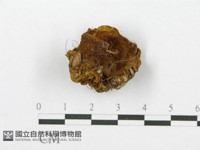 登錄號:F0017579藏品圖，第5張