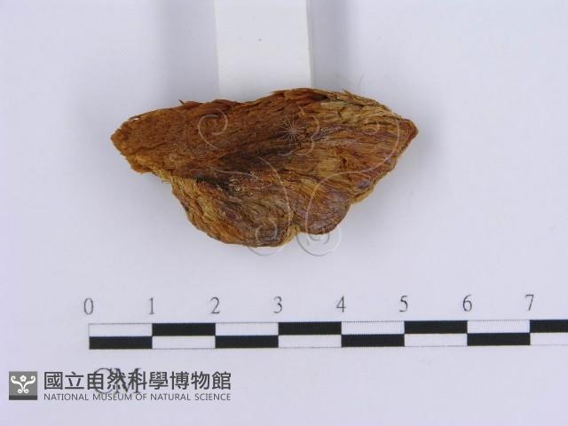 登錄號:F0017263藏品圖，第5張