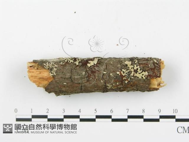 登錄號:F0014863藏品圖，第5張