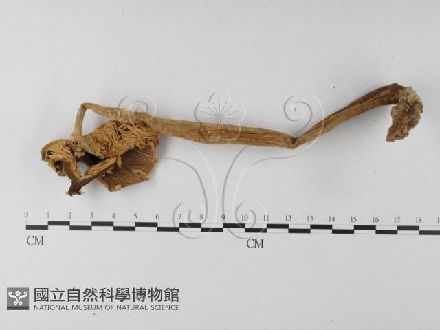 登錄號:F0012963藏品圖，第5張