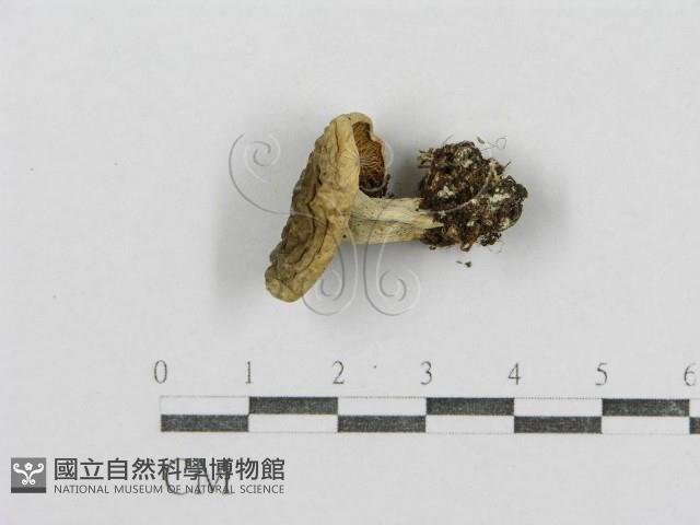 紅菇屬藏品圖，第5張