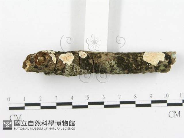 登錄號:F0020463藏品圖，第5張