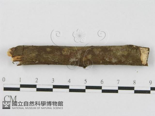 登錄號:F0010463藏品圖，第5張