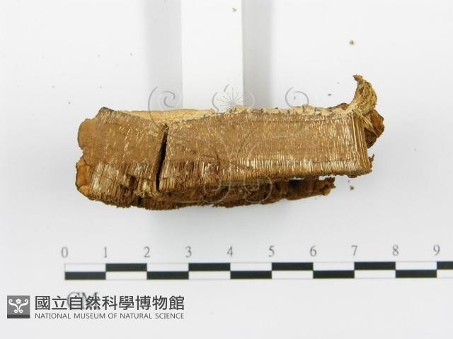 Accession Number:F0005763 Collection Image, Figure 5, Total 5 Figures