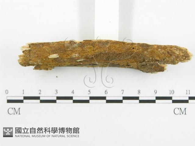 登錄號:F0001563藏品圖，第5張