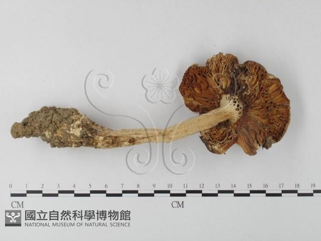 登錄號:F0003563藏品圖，第1張