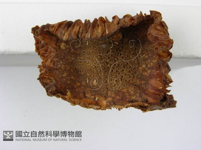 登錄號:F0002163藏品圖，第5張