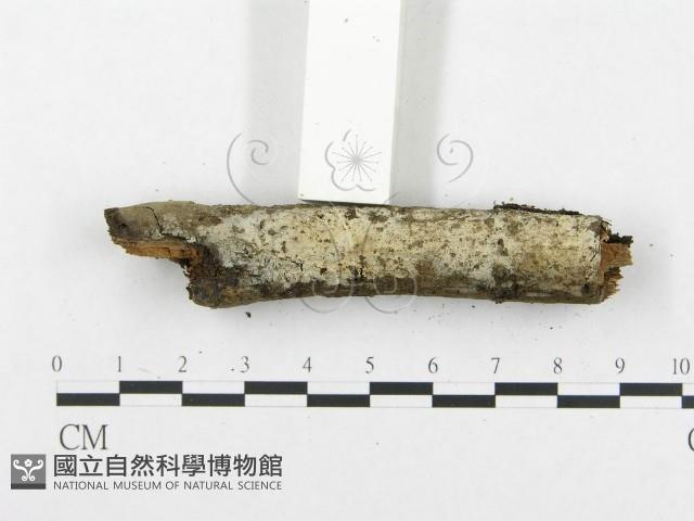 登錄號:F0019063藏品圖，第5張