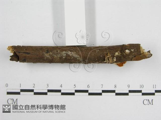 微皮傘屬藏品圖，第5張