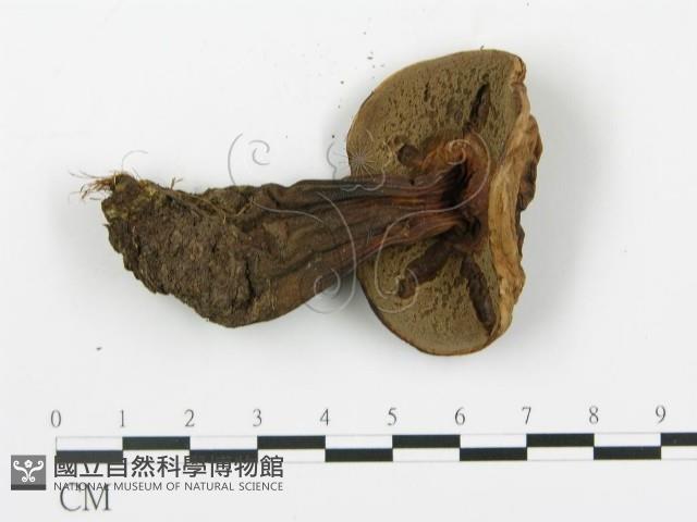 登錄號:F0020223藏品圖，第5張