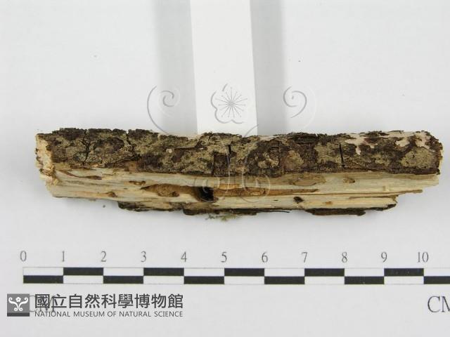 筍殼菌屬藏品圖，第5張
