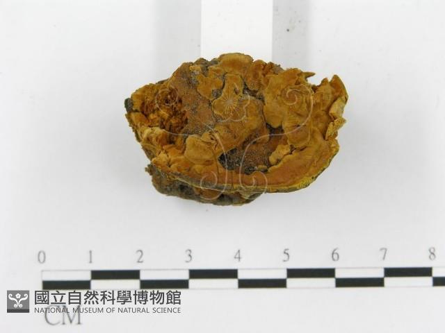 登錄號:F0017923藏品圖，第5張