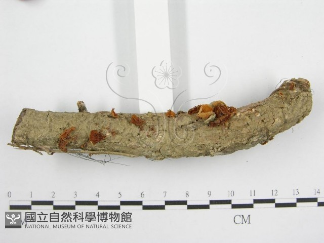 微皮傘屬藏品圖，第5張