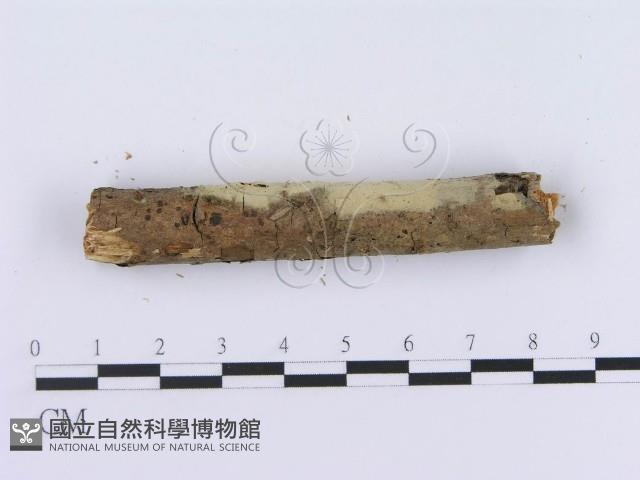 登錄號:F0003623藏品圖，第5張