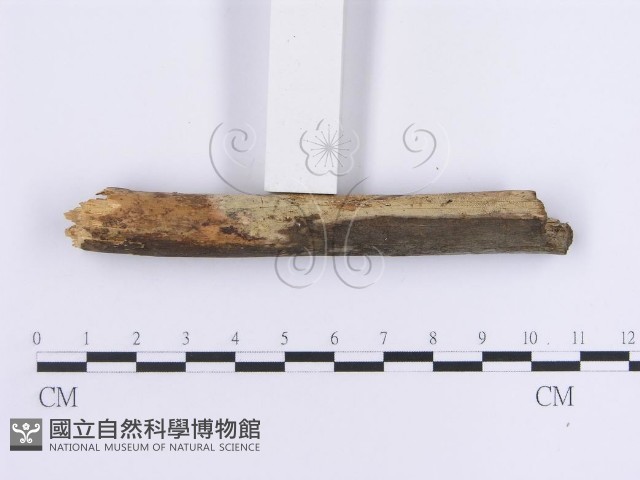 登錄號:F0013623藏品圖，第5張