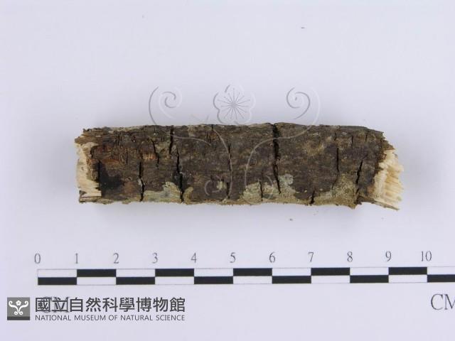 齒耳菌屬藏品圖，第5張