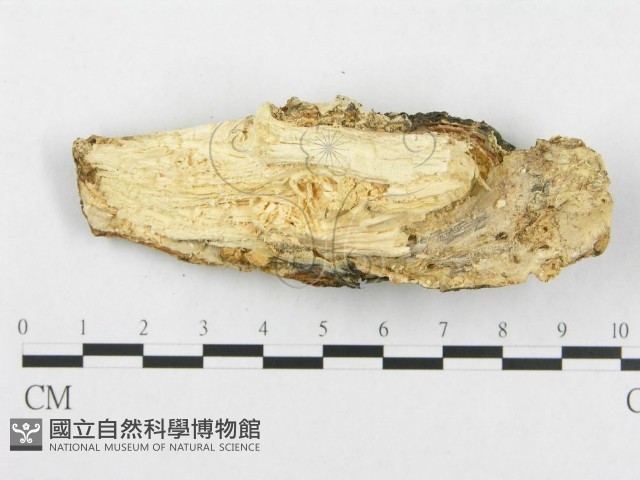 登錄號:F0017423藏品圖，第5張