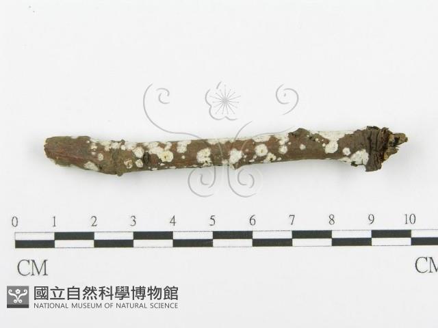 登錄號:F0018723藏品圖，第5張