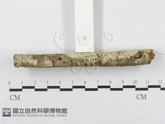 登錄號:F0002723藏品圖，第5張