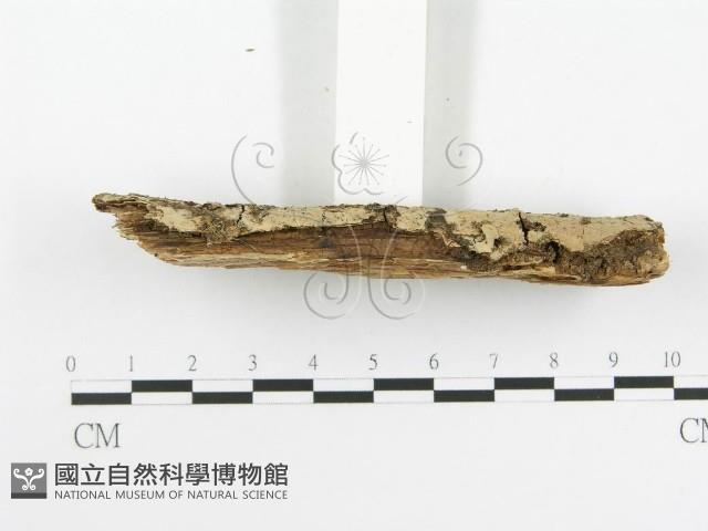 登錄號:F0020523藏品圖，第5張