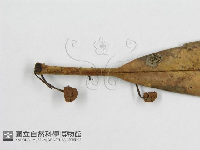 微皮傘屬藏品圖，第5張