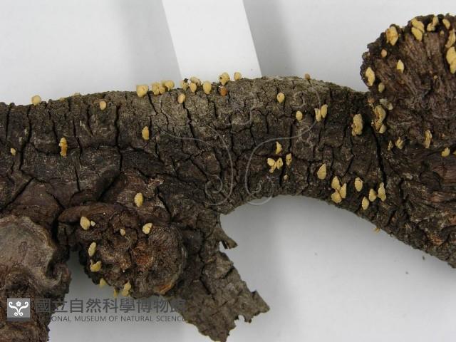 登錄號:F0005603藏品圖，第5張