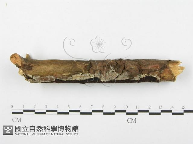 登錄號:F0001403藏品圖，第5張