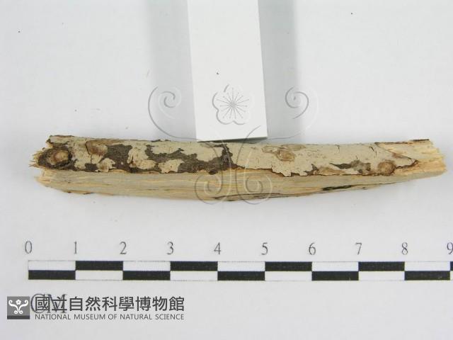 登錄號:F0010503藏品圖，第5張