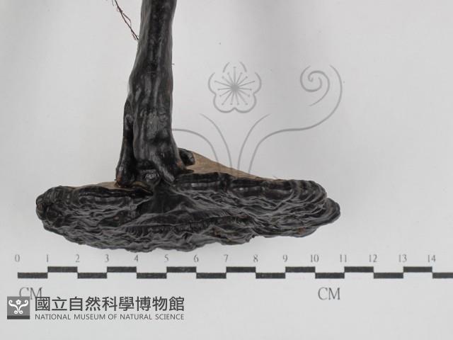 登錄號:F0031103藏品圖，第5張