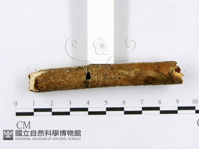 射脈菌屬藏品圖，第5張