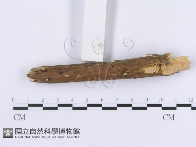 登錄號:F0003003藏品圖，第5張