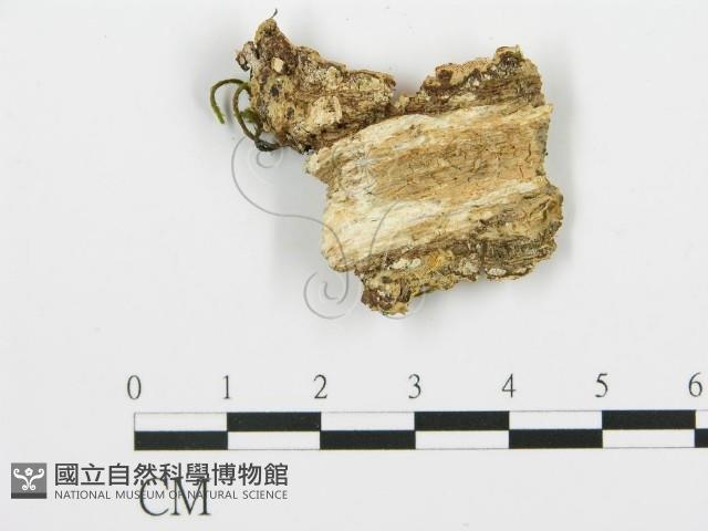 登錄號:F0017303藏品圖，第5張
