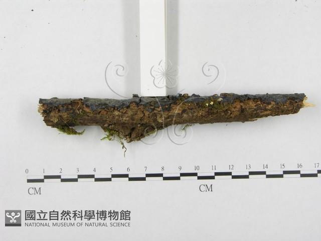 登錄號:F0003213藏品圖，第5張