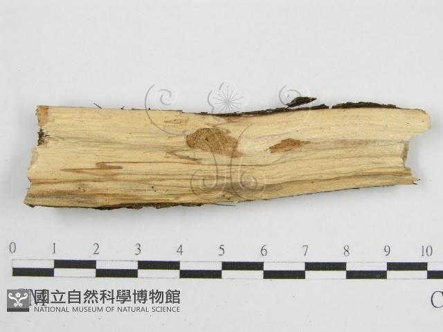 登錄號:F0012813藏品圖，第5張
